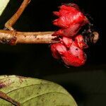 Drymonia coriacea fruit picture by Nelson Zamora Villalobos (cc-by-nc)