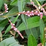 Persicaria strigosa flower picture by susan brown (cc-by-sa)