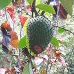 Annona muricata fruit picture by Christine Clercy (cc-by-sa)