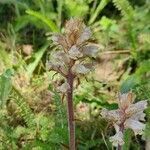 Orobanche picridis flower picture by Stephane Thermoz (cc-by-sa)