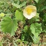 Abutilon grandiflorum flower picture by susan brown (cc-by-sa)