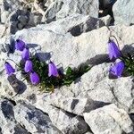 Campanula cochleariifolia flower picture by Vincenc J (cc-by-sa)