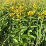 Lysimachia vulgaris habit picture by Greif Stefan (cc-by-sa)