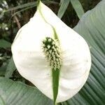 Spathiphyllum friedrichsthalii flower picture by Daniel Barthelemy (cc-by-nc)