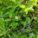 Cornus canadensis habit picture by A. Padron (cc-by-sa)