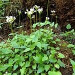 Valeriana montana habit picture by Daniel Barthelemy (cc-by-sa)