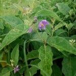 Solanum incanum flower picture by Mayoge Bukapuka (cc-by-sa)