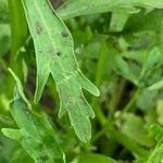 Ranunculus sceleratus leaf picture by Tom Spruit (cc-by-sa)