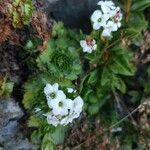 Saxifraga pedemontana flower picture by Claudio Lombardo (cc-by-sa)