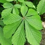 Aesculus hippocastanum leaf picture by Barbara Kozan (cc-by-sa)