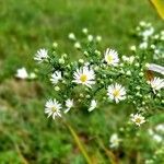 Symphyotrichum ericoides flower picture by Brenda Brown (cc-by-sa)