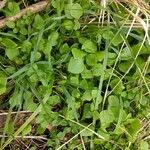 Claytonia perfoliata habit picture by cscoq (cc-by-sa)