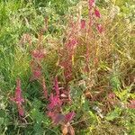 Amaranthus hypochondriacus habit picture by Barbudo Eduardo (cc-by-sa)