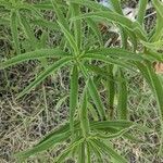 Helianthus maximiliani leaf picture by Frankie Jenkins (cc-by-sa)