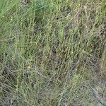 Linum trigynum habit picture by Sylvain Piry (cc-by-sa)