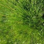 Juncus conglomeratus habit picture by Nicolas Lagarrigue (cc-by-sa)