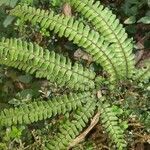 Adiantum hispidulum leaf picture by Laksh Manan (cc-by-sa)