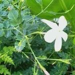 Jasminum officinale leaf picture by Ammar Foufou (cc-by-sa)