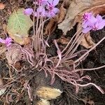 Cyclamen hederifolium fruit picture by Alima Raslan (cc-by-sa)