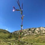 Epilobium palustre habit picture by Nicolas (cc-by-sa)