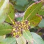 Rhamnus alaternus fruit picture by Roberto Righini (cc-by-sa)