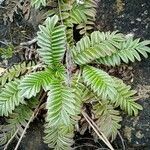 Acaena cylindristachya habit picture by Gabriel OLLIVIER (cc-by-sa)