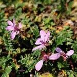 Erodium cicutarium (l.) l'hér. flower picture by Ondřej Jokerrr83 (cc-by-sa)