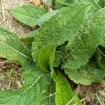 Verbascum virgatum leaf picture by Isabel Ruiz (cc-by-sa)