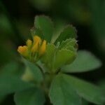 Trifolium micranthum flower picture by Steve Orridge (cc-by-sa)