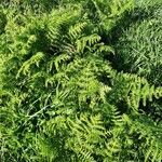 Athyrium distentifolium habit picture by Miguel A. C. (cc-by-sa)