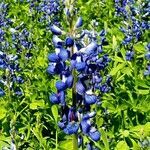 Lupinus subcarnosus flower picture by M P (cc-by-sa)