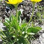 Doronicum grandiflorum habit picture by Eric Bossard (cc-by-sa)