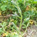 Myosotis stricta leaf picture by Gaëlle Le Bot (cc-by-sa)