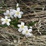 Claytonia lanceolata flower picture by leor oren (cc-by-sa)