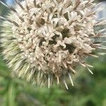 Echinops kebericho flower picture by Solomon Mekonnen (cc-by-sa)