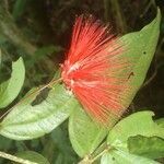 Calliandra brenesii leaf picture by SINAC Pérez Greivin (cc-by-sa)