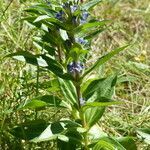 Gentiana cruciata habit picture by francois tissot (cc-by-sa)