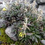 Draba pennell-hazenii habit picture by Fabien Anthelme (cc-by-sa)