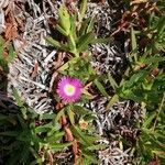 Carpobrotus acinaciformis flower picture by Hans-Jürgen Heuser (cc-by-sa)