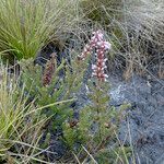 Erica silvatica habit picture by Fabien Anthelme (cc-by-sa)