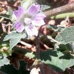 Malva nicaeensis flower picture by J. J. R. (cc-by-sa)