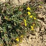 Hypericum australe habit picture by Sans Attaches (cc-by-sa)