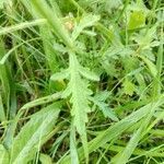 Verbena officinalis leaf picture by Sébastien Gasser (cc-by-sa)