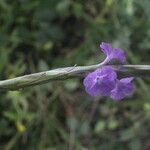 Stachytarpheta calderonii flower picture by Nelson Zamora Villalobos (cc-by-nc)