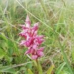 Anacamptis coriophora flower picture by Patricia Morales (cc-by-sa)