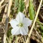 Convolvulus hermanniae l'hér. flower picture by Trap Hers (cc-by-sa)