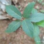 Ficus racemosa leaf picture by Rajendra Rajendra Choure (cc-by-sa)