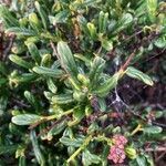 Ceanothus thyrsiflorus leaf picture by Robert Finley (cc-by-sa)