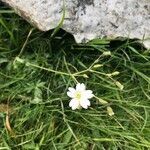 Cerastium alpinum habit picture by Pascal Boez (cc-by-sa)