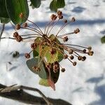 Kalmia latifolia fruit picture by William Coville (cc-by-sa)